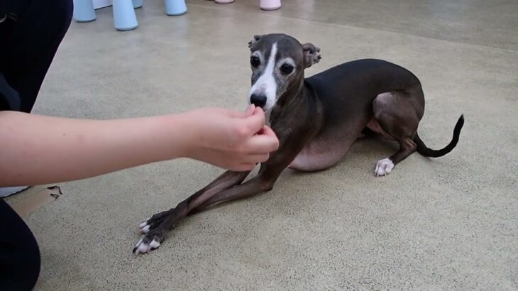 犬の幼稚園 れもんちゃんとトレーニング