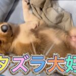 【蒼空】イタズラしたら即ハウス‼︎そろそろしつけを本格的に？