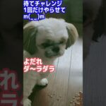 【シーズー犬】待てチャレンジ！ヨダレだ～らだら #シーズー#トイプードル #柴犬 #しつけ