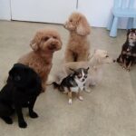 犬の幼稚園 みんなでトレーニング