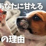 【要注意】犬が飼い主に甘える本当の理由を徹底解説