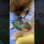 🦜犬ってちょろいぜ！しつけでこんなになんだでぇ〜皆んなの🐶だまされてないか？😏😏😏