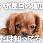 【入れすぎ注意】犬のお風呂の頻度はどれくらいが良いの？