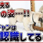 【犬 質問】わんちゃんが鏡に向かって吠える理由…！解説致します！