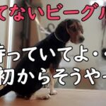 【ビーグル犬】【柴犬】【異犬種】【多頭飼育】ご飯の準備に吠えまくるビーグル犬。静かに待てないが、ご飯が貰えると分かると静かに待つ事が出来る。