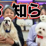 犬のしつけチャンネル お知らせとご挨拶