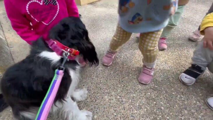 犬の幼稚園 トイちゃんとトレーニング