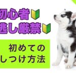 🔰初めての犬のしつけ方法🔰