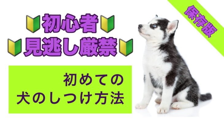 🔰初めての犬のしつけ方法🔰