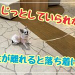 【犬のしつけ】飼い主がいないと落ち着けない・じっとしているのが苦手