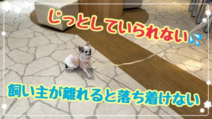 【犬のしつけ】飼い主がいないと落ち着けない・じっとしているのが苦手