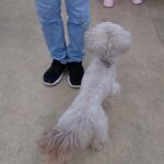 犬の幼稚園 ヴィーノくんとトレーニング