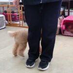 犬の幼稚園 ココくんとトレーニング