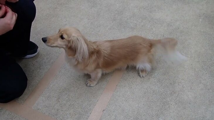 犬の幼稚園 凜ちゃんとトレーニング