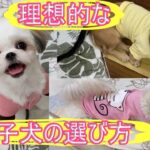 あなたの理想の愛犬との出会い方！子犬選びのポイントを解説