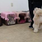 犬の幼稚園 レオくんとトレーニング