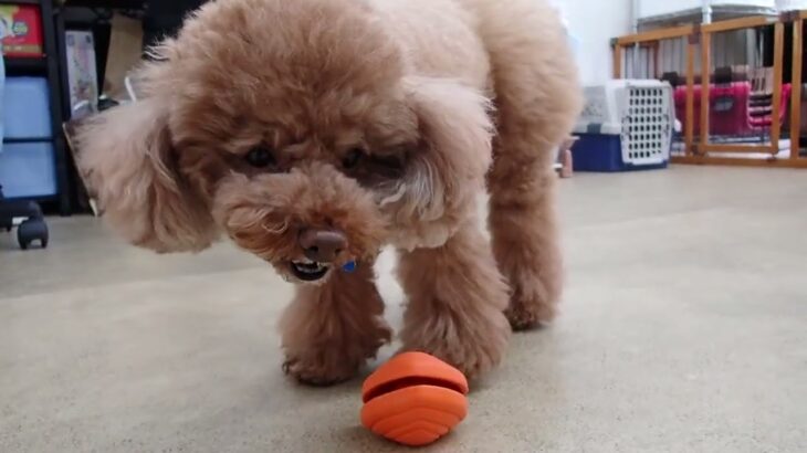 犬の幼稚園 ひなたくんとトレーニング