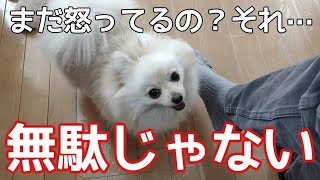 【犬のしつけ】それじゃ、犬の無駄吠えは直りません【犬の気持ち】