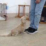 犬の幼稚園 にこまるくんとトレーニング