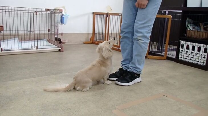 犬の幼稚園 にこまるくんとトレーニング