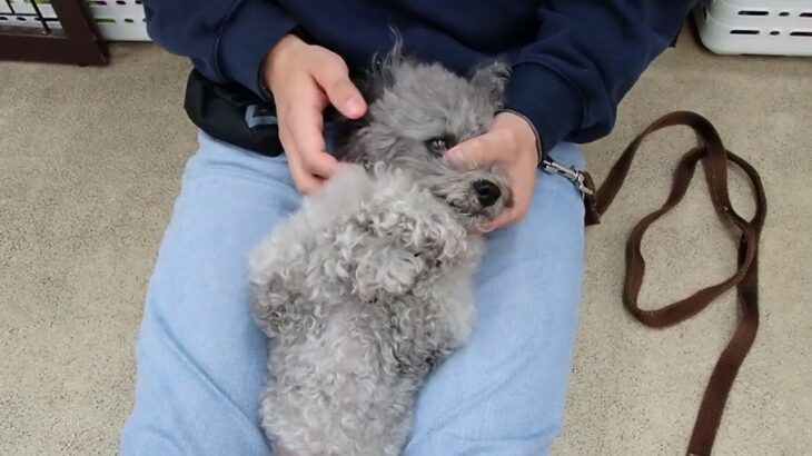 犬の幼稚園 輪くんとトレーニング