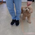 犬の幼稚園 むぎくんとトレーニング