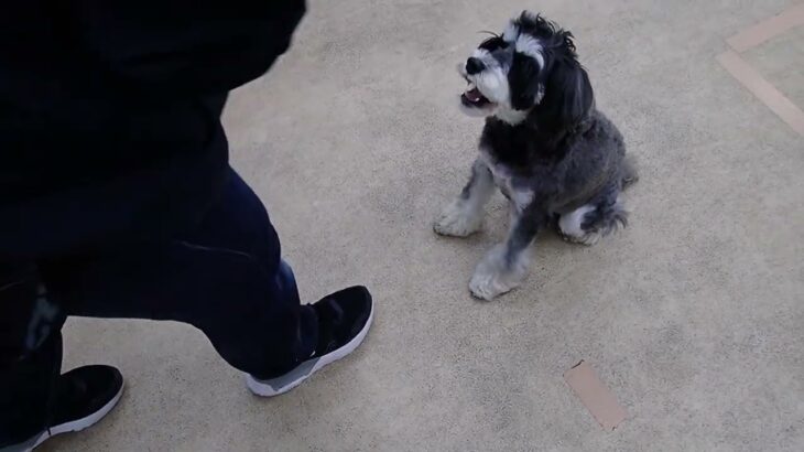 犬の幼稚園 アオくんとトレーニング