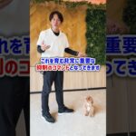 【犬しつけ/まて】あなたのわんちゃんは待てできる？#犬 #トレーニング #しつけ