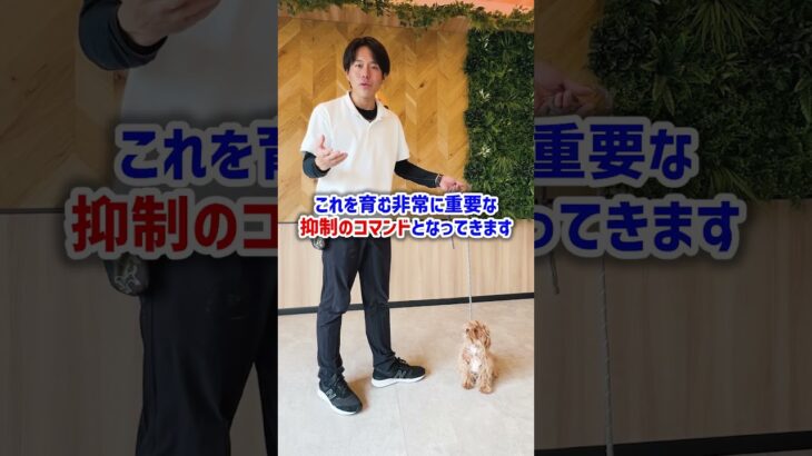 【犬しつけ/まて】あなたのわんちゃんは待てできる？#犬 #トレーニング #しつけ