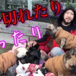 【フレンチブルドッグ】ブリーダーは犬にキレたり癒されたり泣いたりで感情が忙しい