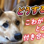 【こわがり犬】どうする？こわがり犬との付き合い方！楽しく暮らしていくためにするべき事！！