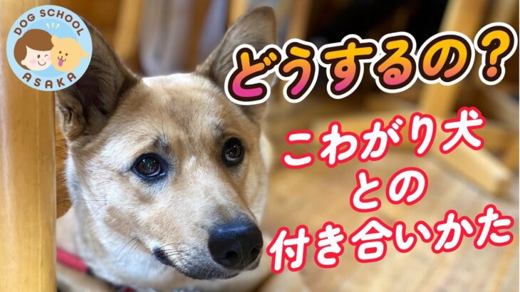 【こわがり犬】どうする？こわがり犬との付き合い方！楽しく暮らしていくためにするべき事！！