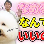 【犬のしつけ】顔をなめてくるのはなんで？ペロペロさせていいの？愛犬が顔をなめる理由と対応策について