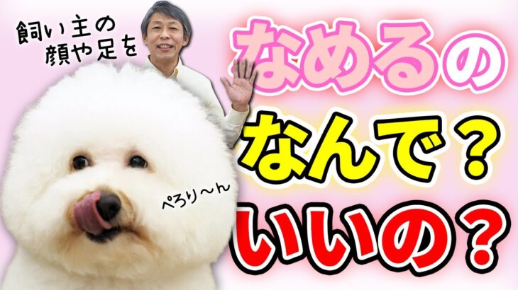 【犬のしつけ】顔をなめてくるのはなんで？ペロペロさせていいの？愛犬が顔をなめる理由と対応策について