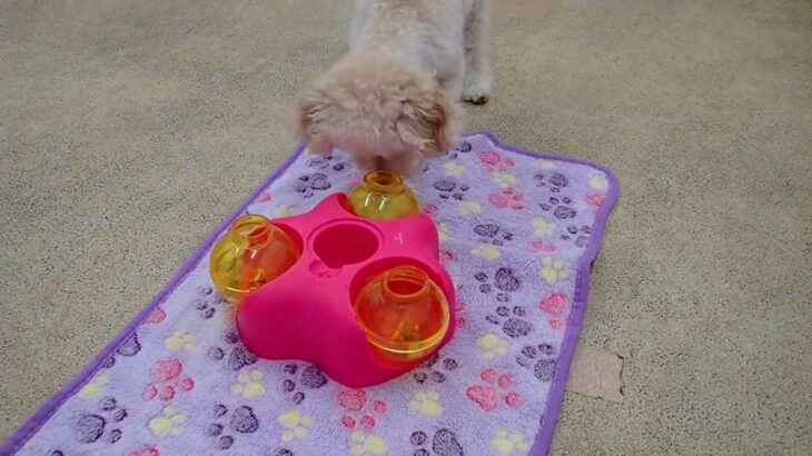 犬の幼稚園 にこちゃんとトレーニング