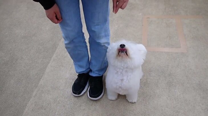 犬の幼稚園 ランディくんとトレーニング