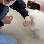 犬の幼稚園 ユパくんとトレーニング