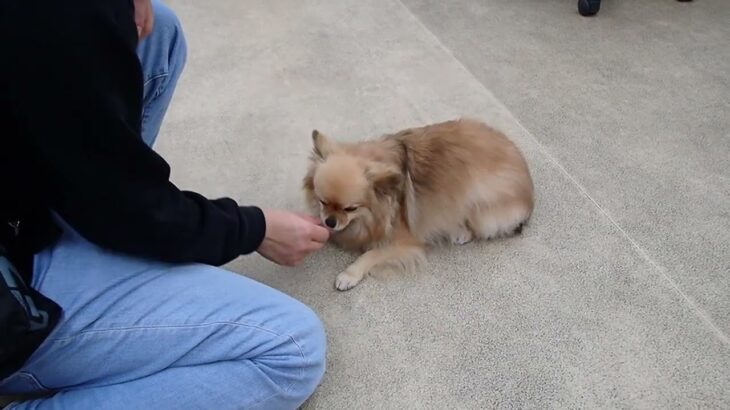 犬の幼稚園 くるみちゃんとトレーニング