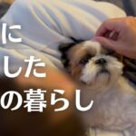 躾けに失敗した犬との暮らし【シーズーこもぎ】