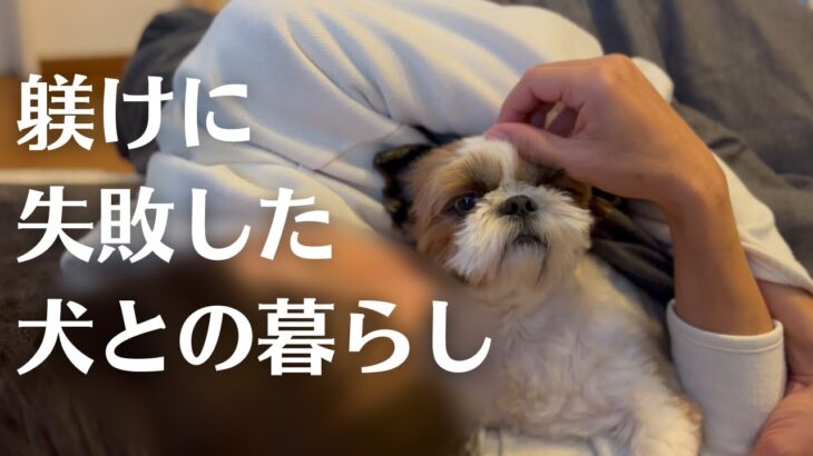 躾けに失敗した犬との暮らし【シーズーこもぎ】