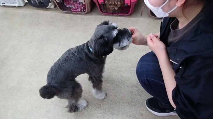 犬の幼稚園 レオンくんとトレーニング