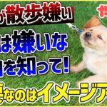 【質問】ワンちゃんのお散歩嫌いにはどうすればいい？まずは「なぜ嫌いか」を愛犬に聞きましょう！