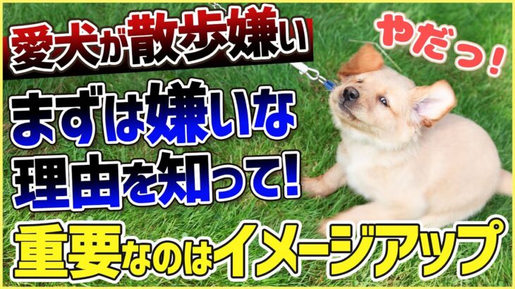 【質問】ワンちゃんのお散歩嫌いにはどうすればいい？まずは「なぜ嫌いか」を愛犬に聞きましょう！