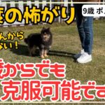 【犬しつけ】【９歳からでも】怖がりな性格の直し方！【ポメラニアン】臆病・ビビり犬は成犬からでも克服できる★