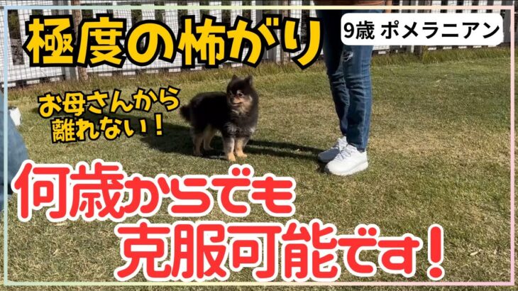 【犬しつけ】【９歳からでも】怖がりな性格の直し方！【ポメラニアン】臆病・ビビり犬は成犬からでも克服できる★