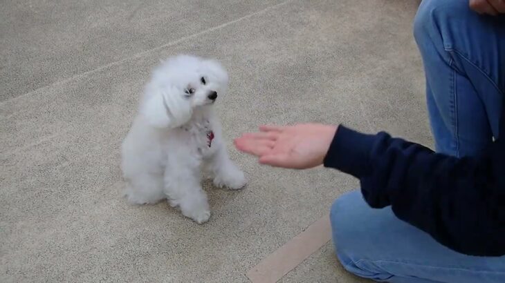 犬の幼稚園 バニラちゃんとトレーニング