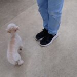 犬の幼稚園 にこちゃんとトレーニング