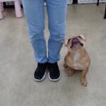 犬の幼稚園 レオくんとトレーニング