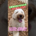 【説明欄みて】『喜ぶものを見つける』時に見る視点♪#犬のしつけ #ドッグトレーニング #ご褒美