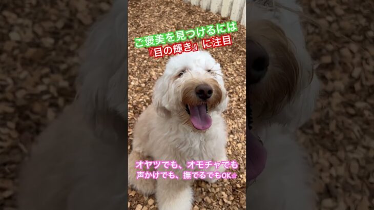 【説明欄みて】『喜ぶものを見つける』時に見る視点♪#犬のしつけ #ドッグトレーニング #ご褒美